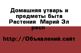 Домашняя утварь и предметы быта Растения. Марий Эл респ.